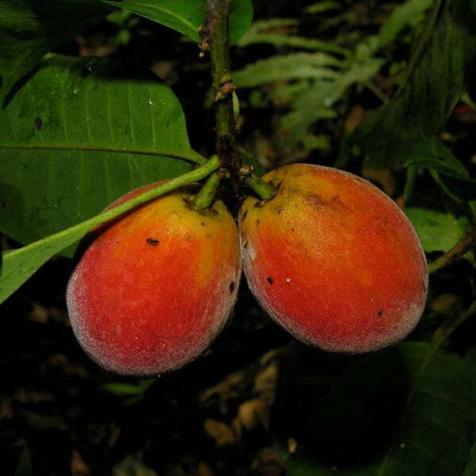 Pouteria Durlandii Live Plant (Pouteria durlandii)