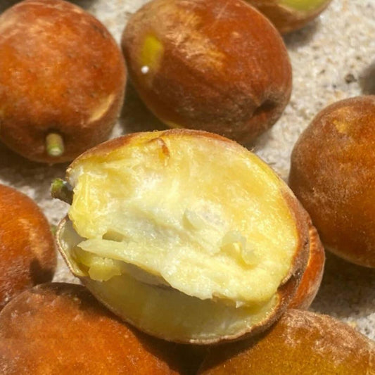 Pouteria sp Espiritosancti Live Plant (Pouteria sp Espiritosancti)