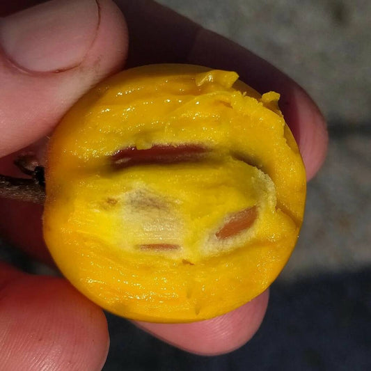 Pouteria sp Santa Catarina Live Plant