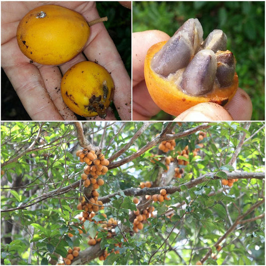 Sapoticaba Live Plant (Chrysophyllum cuneifolium)