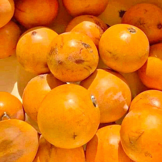 Udara Fruit Live Plants (Chrysophyllum Albidum)