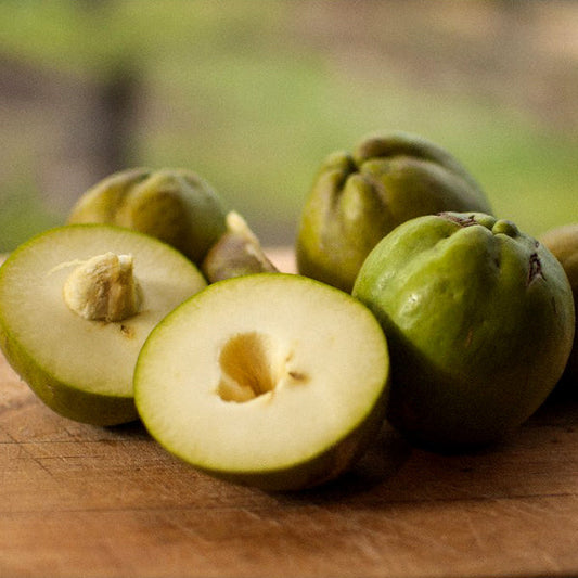 White Sapote Live Plants (Casimiroa Edulis)