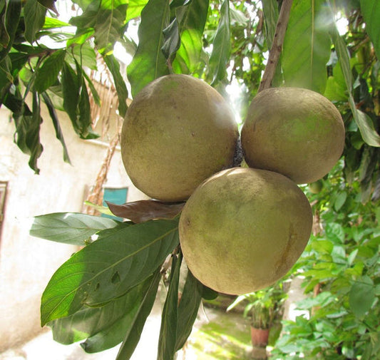 Zapote Blanco Live Plant (Pouteria glomerata)