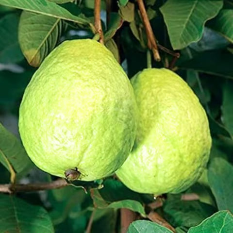 Guaca Fruit Live Plant (Ecclinusa ramiflora)