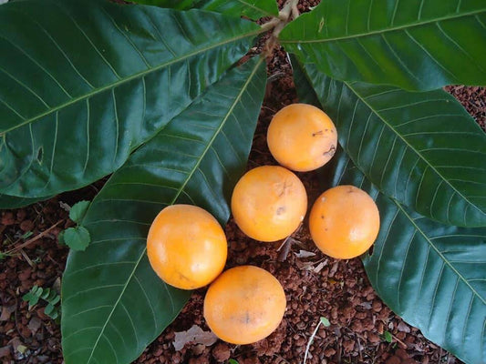fuzzy abiu (abiu piloso) Live Plant (Pouteria torta subsp. glabra)