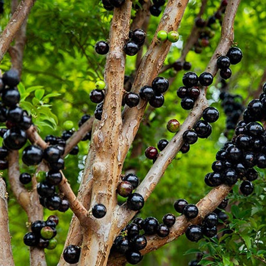Abiu Giant Plants(Pouteria Caimito)